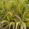 Hakonechloa macra aureola - Abriachan Nurseries, The Garden On Loch Ness
